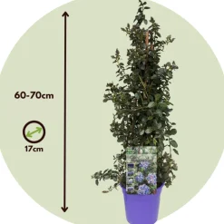 PLANT IN A BOX - Lilas de californie - ceanothus thyrsiflorus repens - hauteur 60-70cm - ⌀17cm
