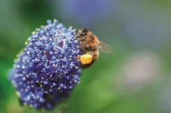PLANT IN A BOX - Lilas de californie - ceanothus thyrsiflorus repens - hauteur 60-70cm - ⌀17cm