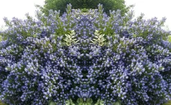PLANT IN A BOX - Lilas de californie - ceanothus thyrsiflorus repens - hauteur 60-70cm - ⌀17cm