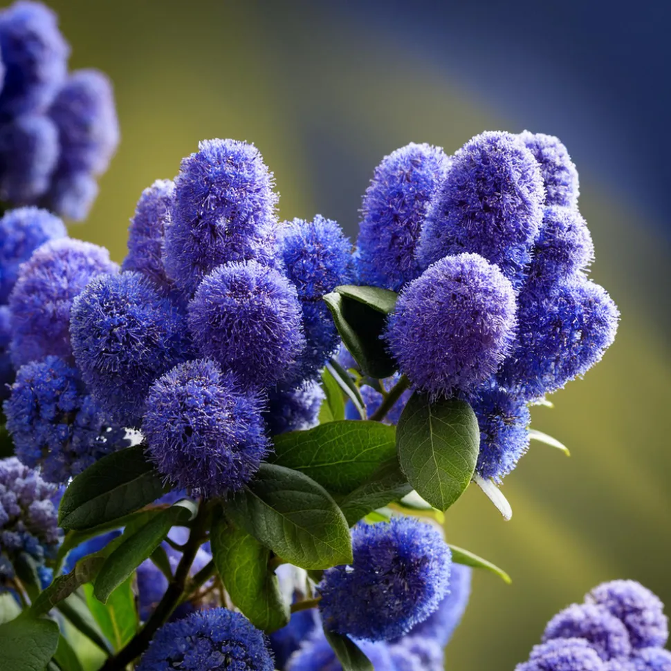 PLANT IN A BOX - Lilas de californie - set de 2 - ceanothus repens - h60-70cm - ⌀17cm