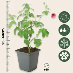 PLANT IN A BOX - Mauve du cap - set de 6 - anisodontea capensis 'el rayo' - h25-40cm - ⌀9cm