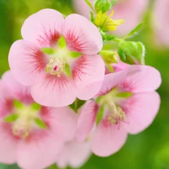 PLANT IN A BOX - Mauve du cap - set de 3 - anisodontea capensis 'el rayo' - h25-40cm - ⌀9cm