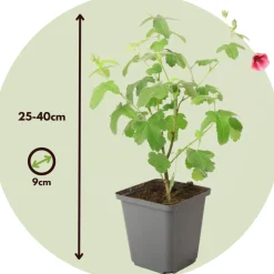 PLANT IN A BOX - Mauve du cap - set de 3 - anisodontea capensis 'el rayo' - h25-40cm - ⌀9cm