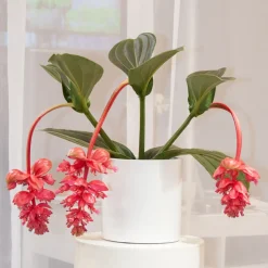 PLANT IN A BOX - Medinille magnifique - set de 2 - medinilla magnifica - hauteur 40-50cm - ⌀17cm
