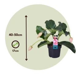 PLANT IN A BOX - Medinille magnifique - set de 2 - medinilla magnifica - hauteur 40-50cm - ⌀17cm