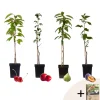 PLANT IN A BOX - Mélange d'arbres fruitiers - set de 4 - malus, pryus, prunus - h60-70cm - ⌀9cm