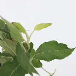 PLANT IN A BOX - Mélange d'arbres fruitiers - set de 4 - malus, pryus, prunus - h60-70cm - ⌀9cm