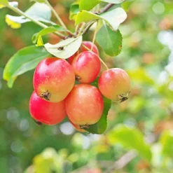PLANT IN A BOX - Mélange d'arbres fruitiers - set de 4 - malus, pryus, prunus - h60-70cm - ⌀9cm