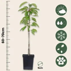 PLANT IN A BOX - Mélange d'arbres fruitiers - set de 4 - malus, pryus, prunus - h60-70cm - ⌀9cm
