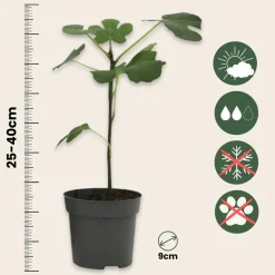PLANT IN A BOX - Mélange d'arbres fruitiers - set de 8 - hauteur 25-40cm - ⌀9cm