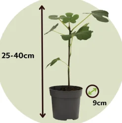 PLANT IN A BOX - Mélange d'arbres fruitiers - set de 8 - hauteur 25-40cm - ⌀9cm