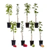 PLANT IN A BOX - Mélange d'arbres fruitiers - set de 8 - malus, pryus, prunus - h60-70cm - ⌀9cm