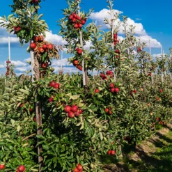 PLANT IN A BOX - Mélange d'arbres fruitiers - set de 8 - malus, pryus, prunus - h60-70cm - ⌀9cm