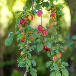 PLANT IN A BOX - Mélange d'arbres fruitiers - set de 8 - malus, pryus, prunus - h60-70cm - ⌀9cm