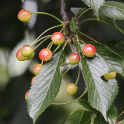PLANT IN A BOX - Mélange d'arbres fruitiers - set de 8 - malus, pryus, prunus - h60-70cm - ⌀9cm