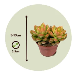 PLANT IN A BOX - Mélange de petites succulentes - set de 12 - succulent mix - h5-10cm - ⌀5,5cm