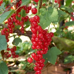 PLANT IN A BOX - Mélange de baies - set de 8 - rubus, rubrum, uva, fructosus - h25-40cm - ⌀9cm