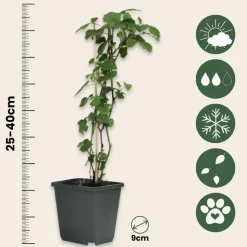 PLANT IN A BOX - Mélange de baies - set de 8 - rubus, rubrum, uva, fructosus - h25-40cm - ⌀9cm