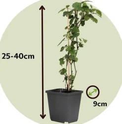 PLANT IN A BOX - Mélange de baies - set de 8 - rubus, rubrum, uva, fructosus - h25-40cm - ⌀9cm