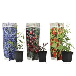PLANT IN A BOX - Mélange de plantes fruitières - set de 3 - lycium, vaccinium - h25-40cm - ⌀9cm