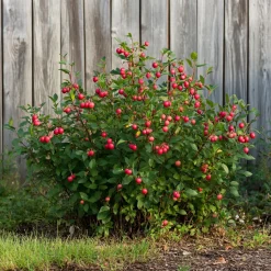 PLANT IN A BOX - Mélange de plantes fruitières - set de 3 - lycium, vaccinium - h25-40cm - ⌀9cm