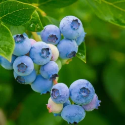 PLANT IN A BOX - Mélange de plantes fruitières - set de 3 - lycium, vaccinium - h25-40cm - ⌀9cm