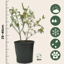 PLANT IN A BOX - Mélange de plantes fruitières - set de 3 - lycium, vaccinium - h25-40cm - ⌀9cm