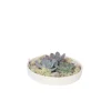 PLANT IN A BOX - Mélange de jardin blanc - echeveria lilacina - hauteur 8cm