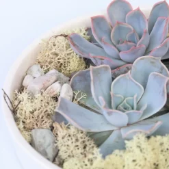PLANT IN A BOX - Mélange de jardin blanc - echeveria lilacina - hauteur 8cm