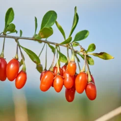 PLANT IN A BOX - Mélange de plantes fruitières - set de 6 - actinidia vaccinium - h25-40cm - ⌀9cm