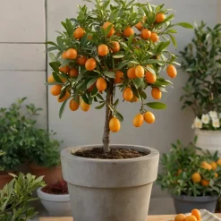 PLANT IN A BOX - Mélange de citrons - set de 3 - citrus limon - hauteur 25-40cm - ⌀9cm