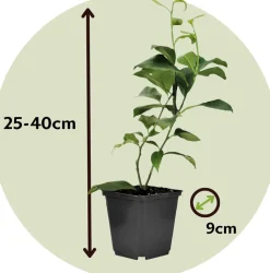 PLANT IN A BOX - Mélange de citrons - set de 3 - citrus limon - hauteur 25-40cm - ⌀9cm