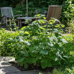 PLANT IN A BOX - Mûrier - set de 4 - rubus fruticosus 'thornfree' - hauteur 50-60cm - ⌀15cm