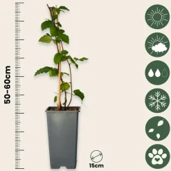 PLANT IN A BOX - Mûrier - set de 4 - rubus fruticosus 'thornfree' - hauteur 50-60cm - ⌀15cm