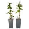 PLANT IN A BOX - Mûrier - set de 2 - rubus fruticosus 'thornfree' - hauteur 50-60cm - ⌀15cm