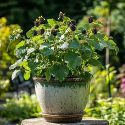 PLANT IN A BOX - Mûrier - set de 2 - rubus fruticosus 'thornfree' - hauteur 50-60cm - ⌀15cm