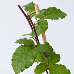 PLANT IN A BOX - Mûrier - set de 2 - rubus fruticosus 'thornfree' - hauteur 50-60cm - ⌀15cm