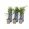 PLANT IN A BOX - Myrtille - set de 6 - vaccinium corymbosum 'sunshine blue' - h25-40cm - ⌀9cm