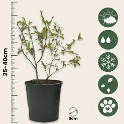 PLANT IN A BOX - Myrtille - set de 6 - vaccinium corymbosum 'sunshine blue' - h25-40cm - ⌀9cm