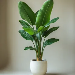 PLANT IN A BOX - Oiseau de paradis - strelitzia nicolai - hauteur 90-110cm - ⌀21cm