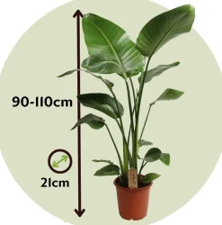PLANT IN A BOX - Oiseau de paradis - strelitzia nicolai - hauteur 90-110cm - ⌀21cm