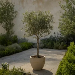 PLANT IN A BOX - Olivier - olea europaea - hauteur 80-90cm - ⌀19cm