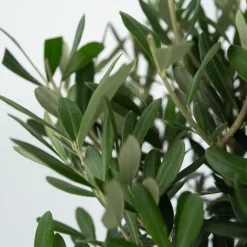 PLANT IN A BOX - Olivier - set de 2 - olea europaea - hauteur 90-100cm - ⌀21cm
