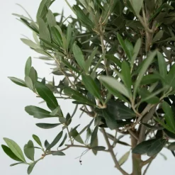 PLANT IN A BOX - Olivier - olea europaea - hauteur 60-70cm - ⌀17cm