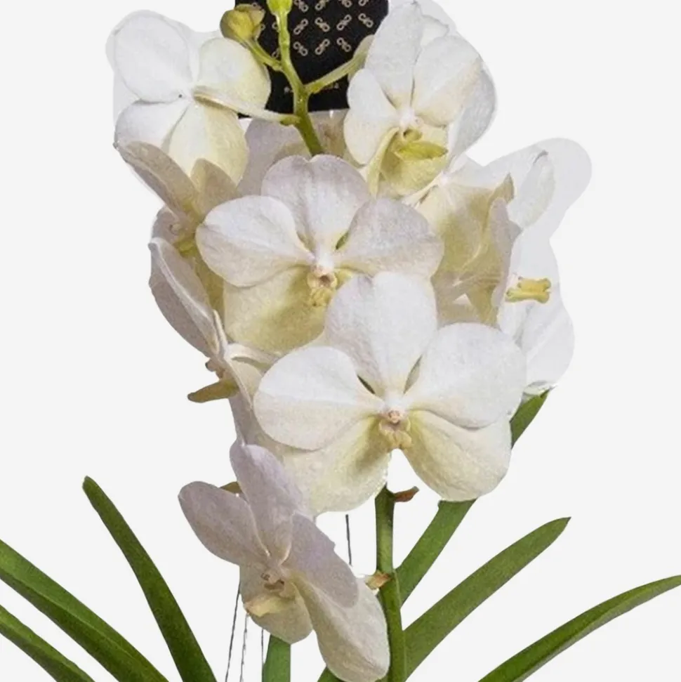 PLANT IN A BOX - Orchidée - vanda 'white' - hauteur 55-65cm
