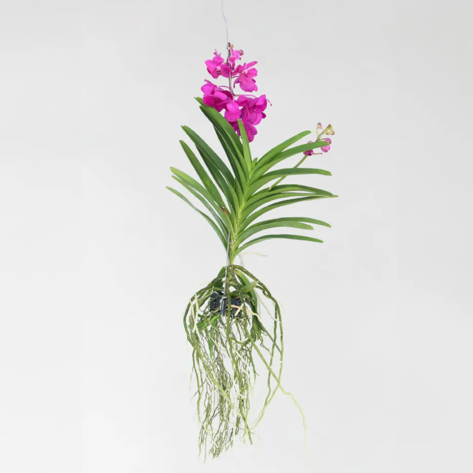 PLANT IN A BOX - Orchidée - vanda 'tayanee cerise' - hauteur 55-65cm