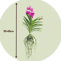 PLANT IN A BOX - Orchidée - vanda 'tayanee cerise' - hauteur 55-65cm