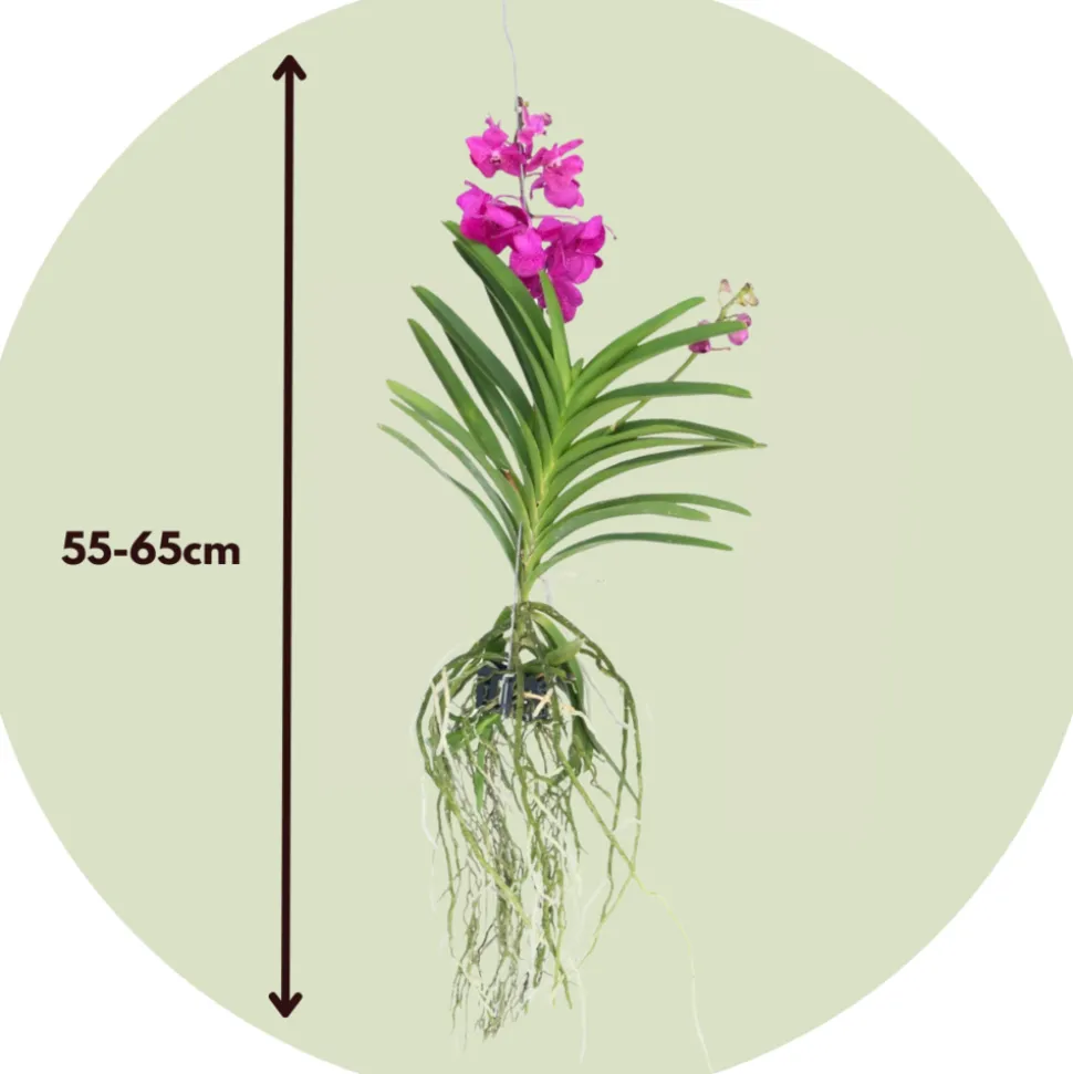 PLANT IN A BOX - Orchidée - vanda 'tayanee cerise' - hauteur 55-65cm