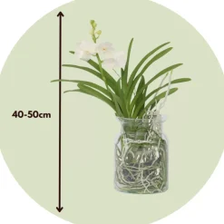 PLANT IN A BOX - Orchidée - vanda 'white' - hauteur 40-50cm - ⌀14cm
