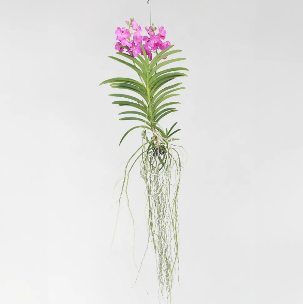 PLANT IN A BOX - Orchidée - vanda 'pink' - hauteur 45-55cm